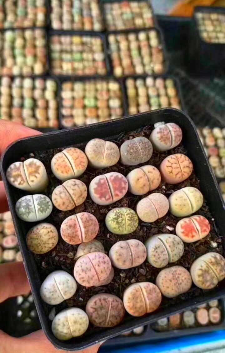 Micro Landscape Design Lithops 50 Seeds with 5 Baby Plants and 1 Germination Kit, High Germination Rate, Freshly Harvest, Fun & Easy Grow Kit for Lithops Beginners