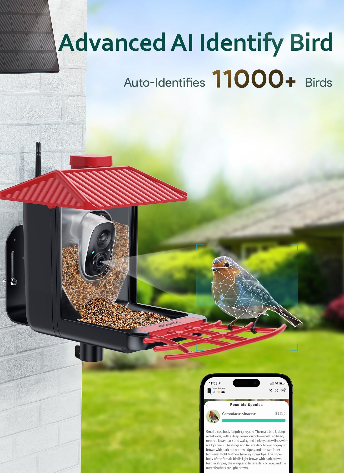 Osoeri Bird Feeder with Camera, Smart AI Identify Wild Bird Feeders Camera, 1080P Auto Capture Bird's Video & Motion Detection, with DIY Add-ons & Hummingbird Feeder, Gifts for Bird Lover (Red Black)