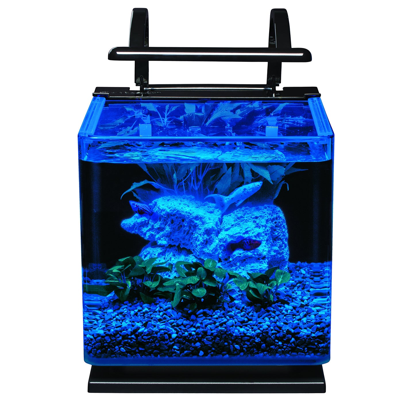 Marineland Contour 3 Aquarium Kit 3 Gallons, Rounded Glass Corners, Includes LED Lighting
