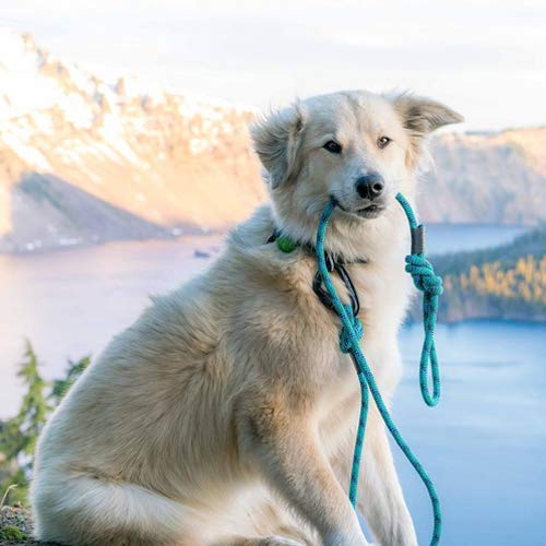 12KN Heavy Duty Carabiner Clips - Favofit 3.2'' Small Carbineers for Hiking Camping Hammocks Keys Keychains Dog Leashes - Ideal for Outdoor Enthusiasts