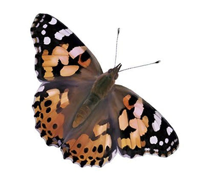 Insect Lore Giant Butterfly Garden with Voucher | 18 Inch Habitat | Life Cycle Figurines Included | Voucher to Redeem 5 Baby Caterpillars Later | Raise Painted Lady Butterflies
