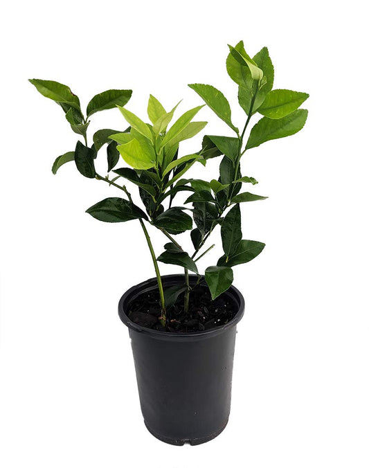 Meyer Lemon Tree-Fruiting Size-5" Pot -No Ship to Tx,Fl,Az,Ca,La,Hi