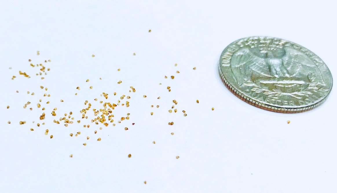 Micro Landscape Design Lithops 50 Seeds with 5 Baby Plants and 1 Germination Kit, High Germination Rate, Freshly Harvest, Fun & Easy Grow Kit for Lithops Beginners