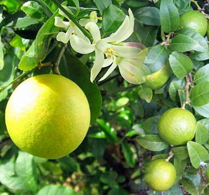 Meyer Lemon Tree-Fruiting Size-5" Pot -No Ship to Tx,Fl,Az,Ca,La,Hi