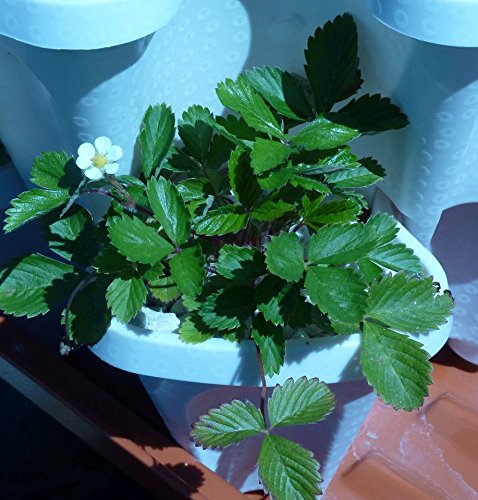 3 Tier Stackable Garden,Indoor,Outdoor Vertical Planter Set,Self Watering Tiers From Top Down,Smart Planting Pots,Used for Strawberries Herbs Peppers Flowers and Succulents (Stone)