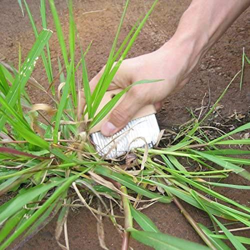 Nisaku NJP2500 Zassou Tawashi Crevice and Sidewalk Crack Weeder, Japanese Stainless Steel 3.25-Inch Blade, 3.25-Inch Wood Handle, Stainless Steel/Wood Handle