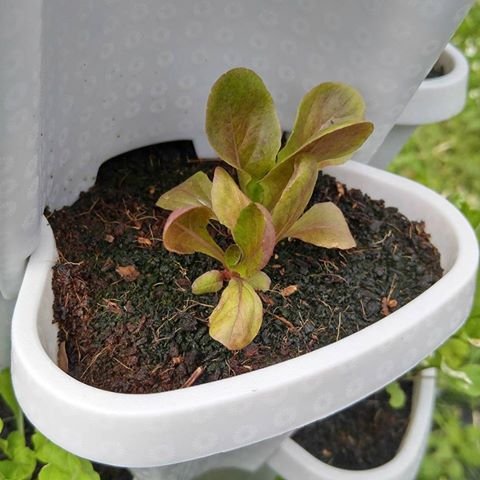 3 Tier Stackable Garden,Indoor,Outdoor Vertical Planter Set,Self Watering Tiers From Top Down,Smart Planting Pots,Used for Strawberries Herbs Peppers Flowers and Succulents (Stone)