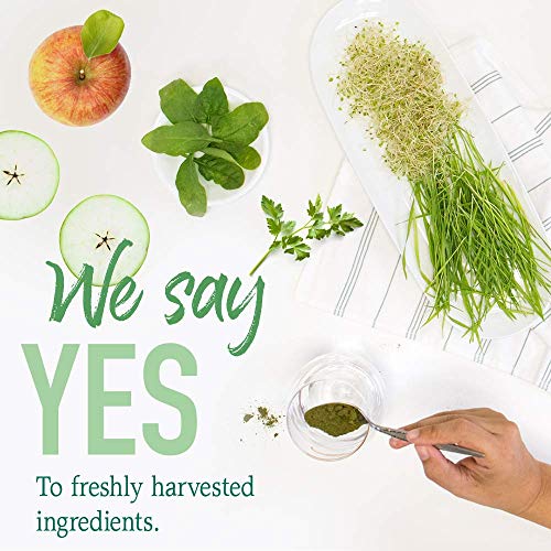 Garden of Life Raw Organic Perfect Food Energizer Juiced Green Superfood Powder - Yerba Mate Pomegranate, 30 Servings, Green Superfood Powder & Probiotics, Gluten Free Whole Food Greens Supplements