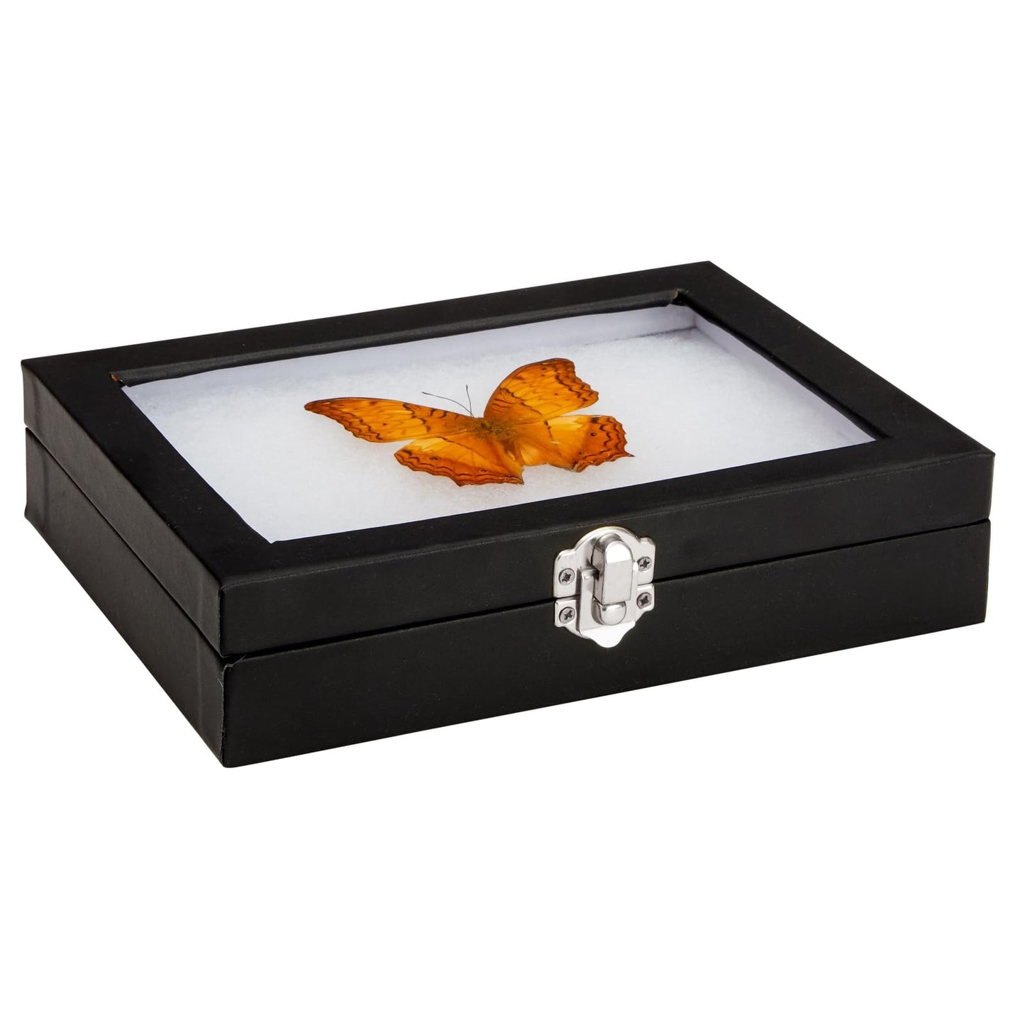 Juvale Insect Display Case - 8 x 6 x 1.8 in, Black - Glass Top & Removable Foam Pinning Board - Bug Display Box & Specimen Case for Butterflies, Moths & Other Insects