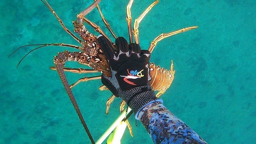 Lobster Gloves for Diving Kevlar Spearfishing Dive Glove Puncture Resistant (Medium)