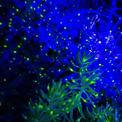 Lunmore Firefly Garden Lights Star Projector Laser Christmas Lights for Garden Lawns Courtyard