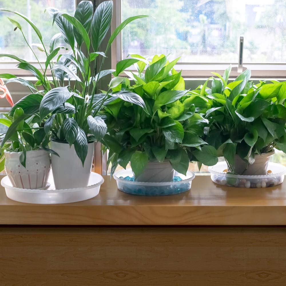 MUDEELA 6 Pack of 6 Inches Plant Saucers for Indoor, Durable Plastic Round Plant Tray Plant Dish Pant Plate to Catch Water for Flower and Plant Pot, Thicker, Stronger, Deeper, Clear