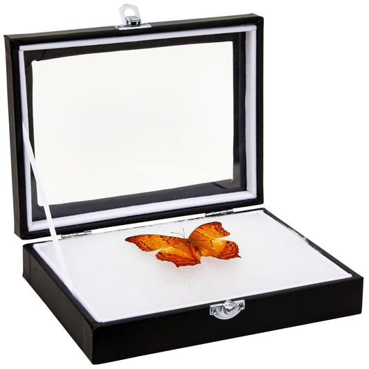 Juvale Insect Display Case - 8 x 6 x 1.8 in, Black - Glass Top & Removable Foam Pinning Board - Bug Display Box & Specimen Case for Butterflies, Moths & Other Insects