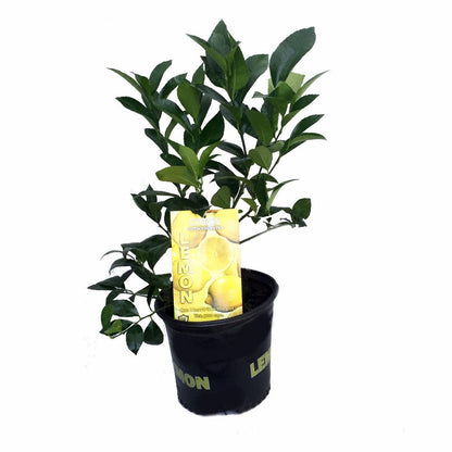 Meyer Lemon Tree-Fruiting Size-5" Pot -No Ship to Tx,Fl,Az,Ca,La,Hi