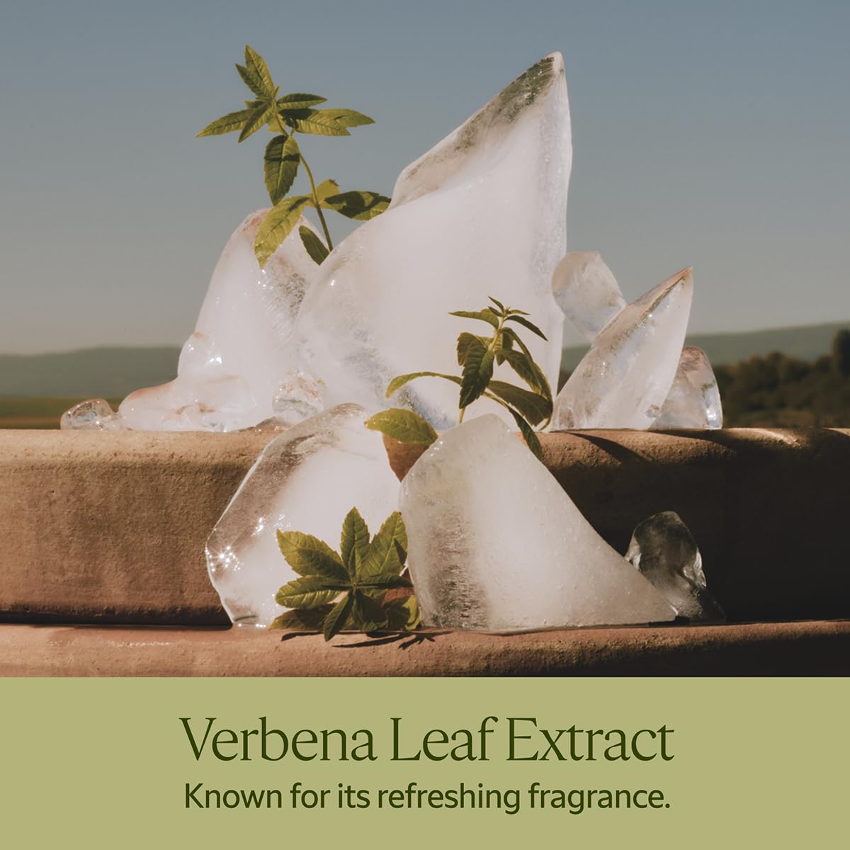 L'Occitane Shea Butter Liquid Hand Soap Enriched with Organic Verbena 16.90 fl oz