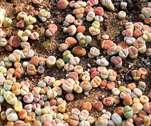 Micro Landscape Design Lithops 50 Seeds with 5 Baby Plants and 1 Germination Kit, High Germination Rate, Freshly Harvest, Fun & Easy Grow Kit for Lithops Beginners
