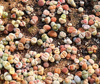 Micro Landscape Design Lithops 50 Seeds with 5 Baby Plants and 1 Germination Kit, High Germination Rate, Freshly Harvest, Fun & Easy Grow Kit for Lithops Beginners