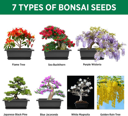 REALPETALED Bonsai Starter Kit – Japanese Bonsai Tree Kit 7 Seeds Pots – Complete Grow Your Own – Plant Lover Gifts Home Gifts for Men and Women