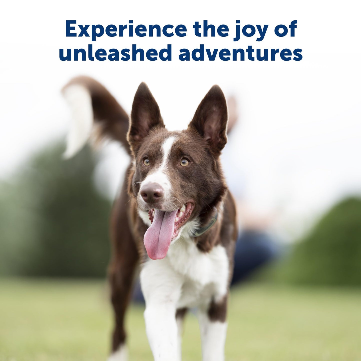 PetSafe 300 Yard Remote Training Collar – Choose from Tone, Vibration, or 15 Levels of Static Stimulation – Medium Range Option for Training Off Leash Dogs – Waterproof and Durable – Rechargeable