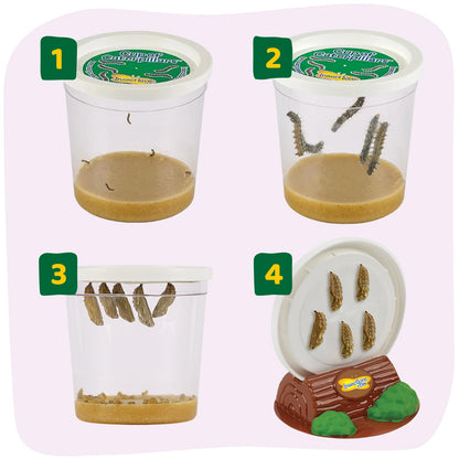 Insect Lore Butterfly Garden 8" Habitat Gift Set with 10 Live Baby Painted Lady Caterpillars - Includes Baby Caterpillars, Raising Supplies, 3D Butterfly Stickers and Butterfly Wind-up Toy