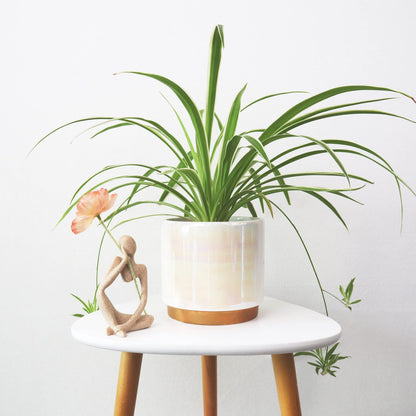 Gepege White Indoor Pots for Plants, Ceramic Planter with Drainage Hole, 6.0 inch+5.0 Inch+4.0 Inch. Succulent Orchid Flower Pot - Rainbow Pearl Glaze