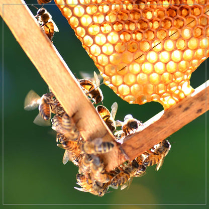 Ambrosia Honey (48 oz), 100% Pure Natural Honey, Harvested in the U.S.A, Natural Sugar Alternative, Natural Sweetener