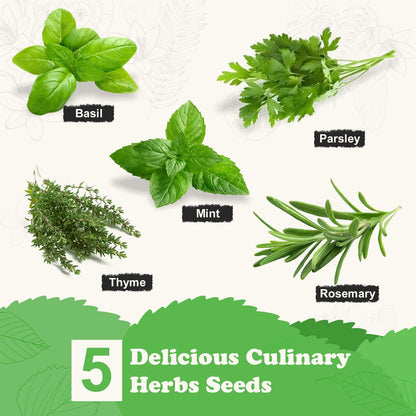 Meekear Indoor Herb Garden Starter Kit, 5 Non-GMO Herb Seeds - Basil, Parsley, Rosemary, Thyme, and Mint with Complete Planting Set for Kitchen Herb Garden DIY