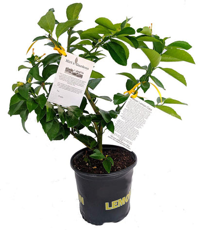Meyer Lemon Tree-Fruiting Size-5" Pot -No Ship to Tx,Fl,Az,Ca,La,Hi