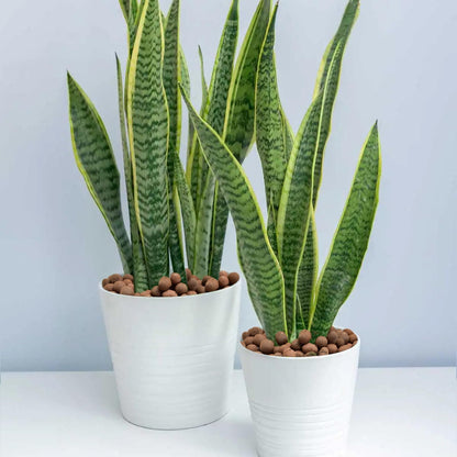 Halatool 2 LB Natural Expanded Clay Pebbles for Plants 4mm-16mm Clay Balls 100% Organic Hydroton Leca Balls for Indoor Plants Hydroponic Growing Gardening Orchids Drainage Decoration Aquaponics