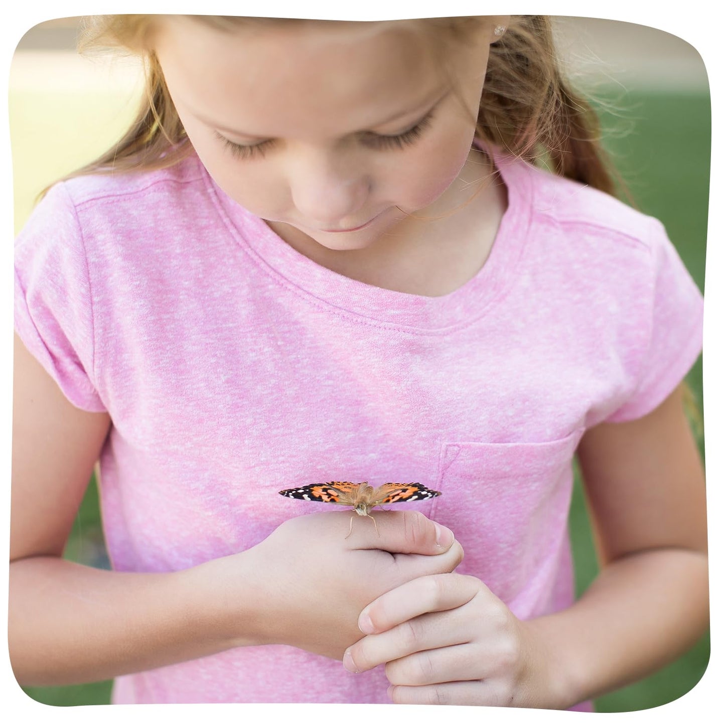 Insect Lore Raise and Release Butterfly Garden Kit – Caterpillar Habitat with redeemable Voucher – STEM-accredited Live Butterfly Growing Kit for Kids, Classrooms, and Homeschool Learning