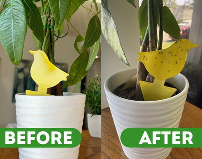 Kate's Home & Garden Plant Spray for Insects & Getting Rid of Gnats with 12 Sticky Traps. Fungus Gnat Killer & Bug Spray for Indoor Plants (16oz, Pet Safe, Non Toxic)