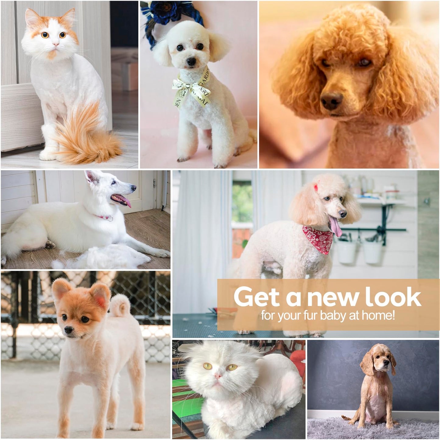 Masagotti Dogs Hair Clippers Grooming Kit with Nail Grinder, 4 in 1 Cordless Electric Trimmer Low Noise USB Pet Clippers for Dogs Cat,Grooming Paws, Eyes, Ears, Face,Matted Hair