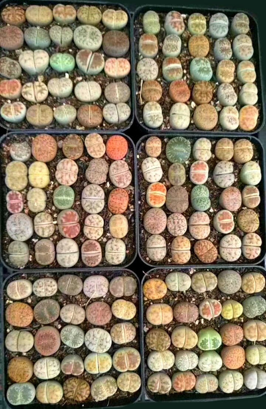 Micro Landscape Design Lithops 50 Seeds with 5 Baby Plants and 1 Germination Kit, High Germination Rate, Freshly Harvest, Fun & Easy Grow Kit for Lithops Beginners