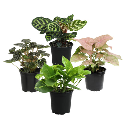 Essential Houseplant Collection (4PK) Live Plants Indoor Plants Live Houseplants in Plant Pots, Easy House Plants Indoors Live, Snake Plant, Pothos in Potting Soil, Clean Air Plants by Plants for Pets