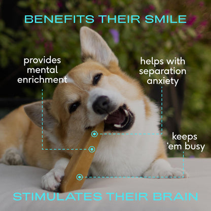 Native Pet Yak Cheese Himalayan Dog Chews - Long Lasting Dental Sticks for Medium Breeds – 100% All Natural Himalayan Yak Chews for Medium Dogs – Cheese Bone for Aggressive Chewers - 3 Per Pack