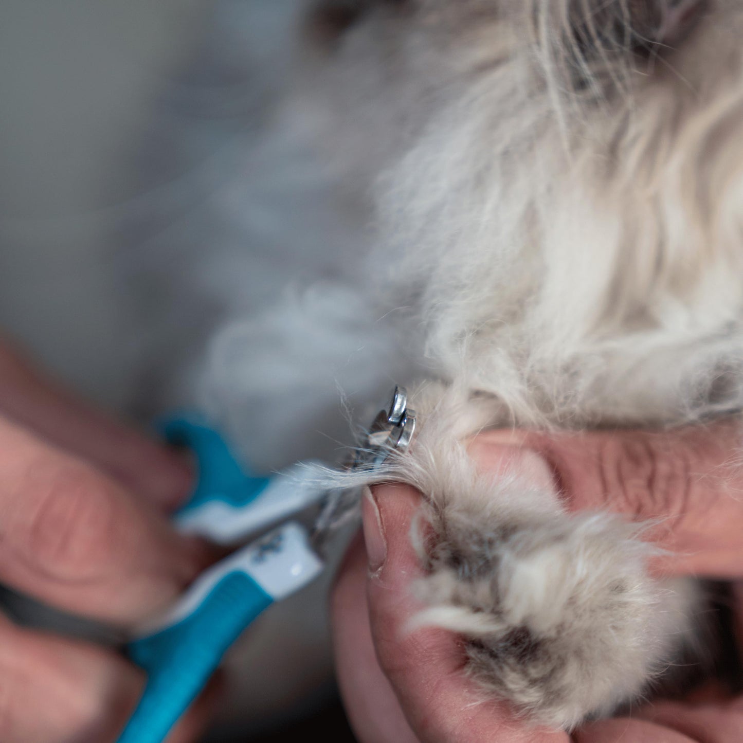 Mr. Pen- Cat Nail Clipper, Pet Nail Trimmers, Kitten Claw Clippers, Easy to Use, Precision and Sharp Cut