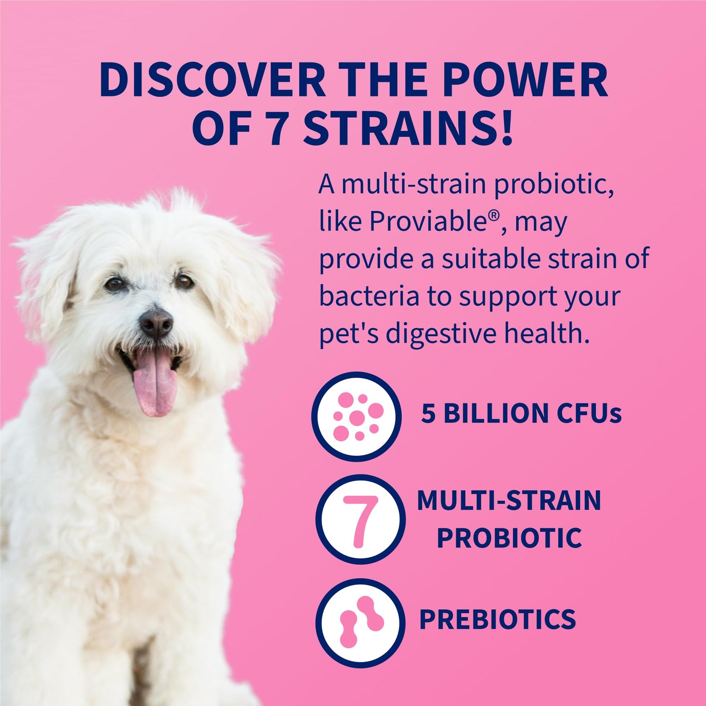 Nutramax Proviable Probiotics for Dogs and Cats, Daily Digestive Health Supplement with Multiple Strains of Bacteria, Cat and Dog Probiotics Plus Prebiotics, 80 Capsules