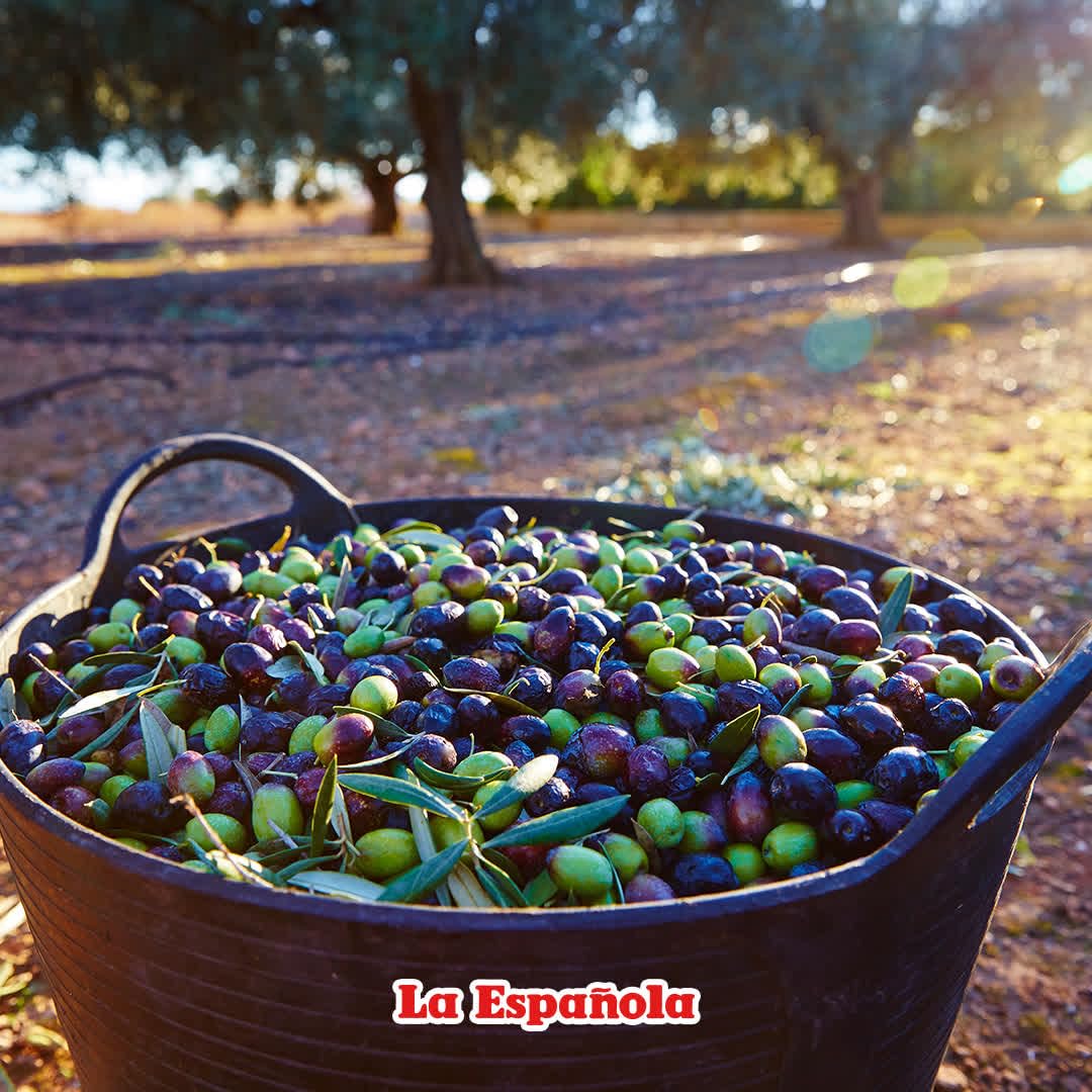 LA ESPAÑOLA First Cold Pressed Extra Virgin Olive Oil, 24 OZ