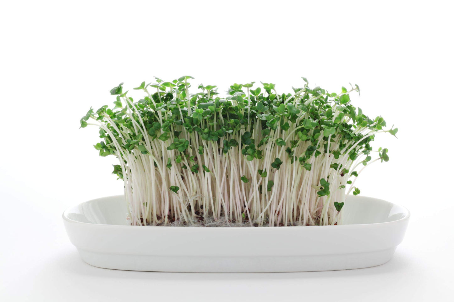 Nature Jims Sprouts Broccoli Sprout Seeds - Certified Organic for Indoor/Outdoor Use - Rich in Sulforaphane Healthy, Nutritious Broccoli Seeds Sprout in 5 Days - 8oz