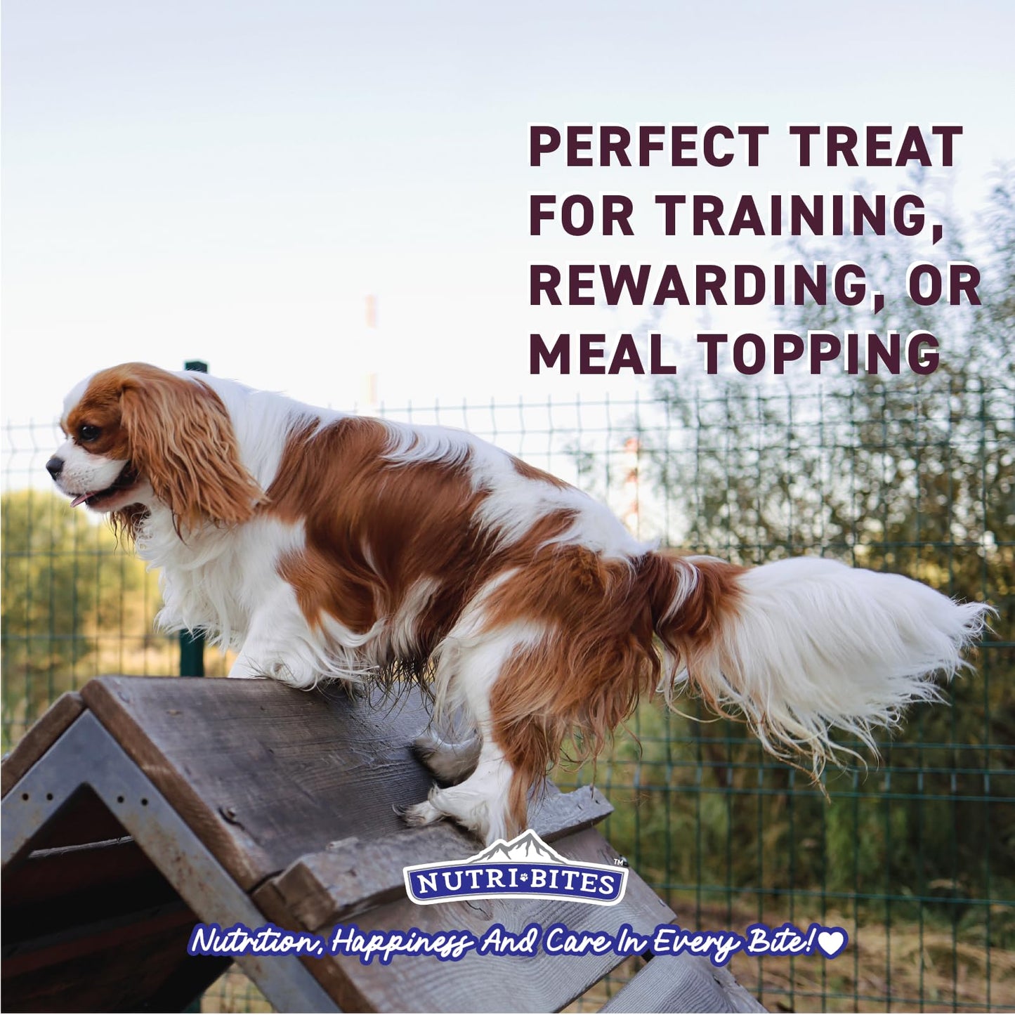 NutriBites Freeze Dried Beef Recipe Dog & Cat Treats, 4oz | Healthy Pet Training Treats or Food Topper | All Natural, Single Ingredient, High Protein | Great for Puppy, Small, Medium, or Large Breeds