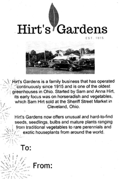 Meyer Lemon Tree-Fruiting Size-5" Pot -No Ship to Tx,Fl,Az,Ca,La,Hi