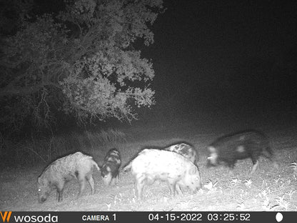 LILBEES Solar Powered Hog Feeder Light-Motion-Activated for Hogs,Deer,Pig Feeding and Yard Varmint Guarding-Campact Camouflage Green Lights Design for Outdoor Night Hunting for Games(G300) 2-Pack