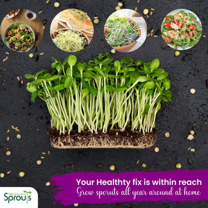 Nature Jims Sprouts Broccoli Sprout Seeds - Certified Organic for Indoor/Outdoor Use - Rich in Sulforaphane Healthy, Nutritious Broccoli Seeds Sprout in 5 Days - 8oz