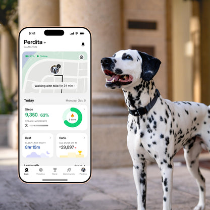 Fi Series 3+ Smart Dog Collar - GPS Dog Tracker and Activity & Fitness Monitor, Waterproof, LED Light, Escape Alerts, Nationwide Coverage [Free 6 Month Membership] (Gray, Small)