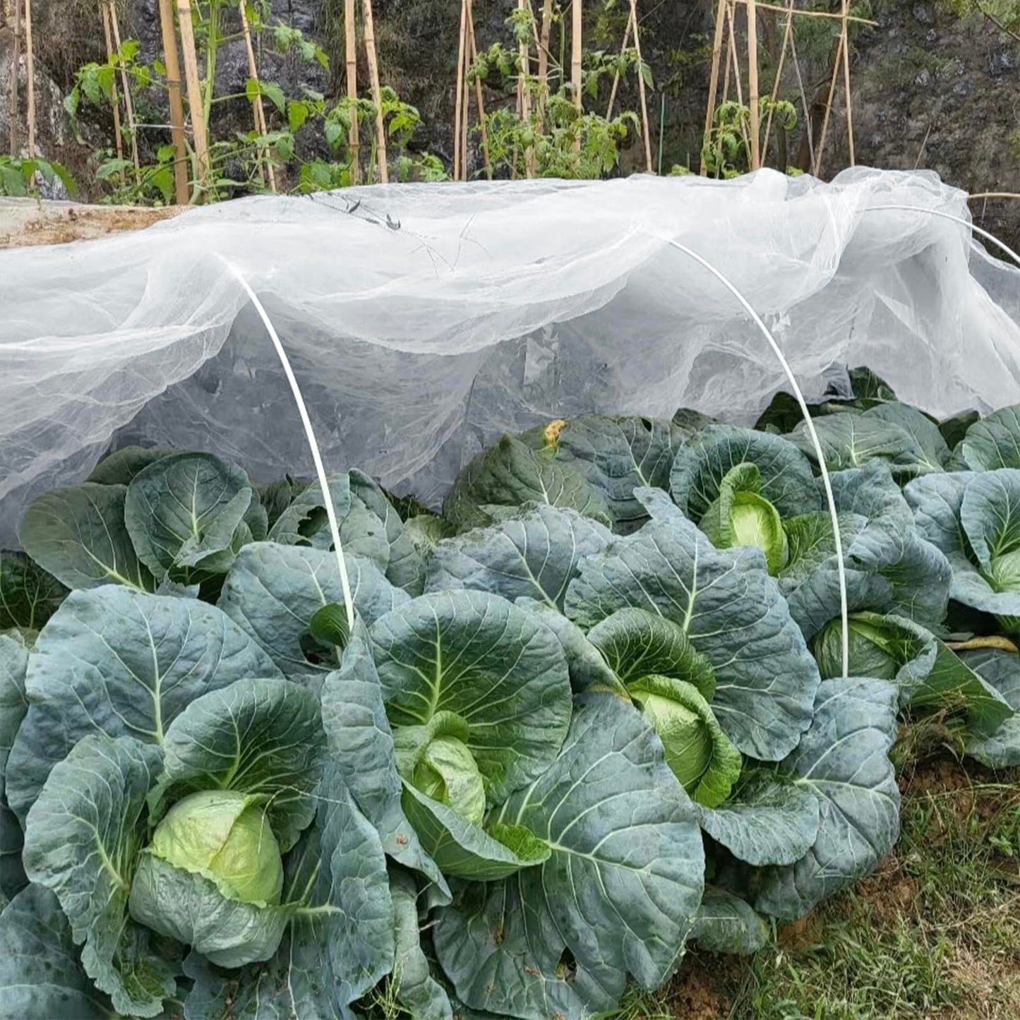 GonLei Garden Netting 10 X 50 FT Ultra Fine Netting for Garden Protection,Garden Netting for Raised Beds,Mosquito Net for Blueberry Shrubs Vegetables Fruits Flowers Crops Pest Barrier