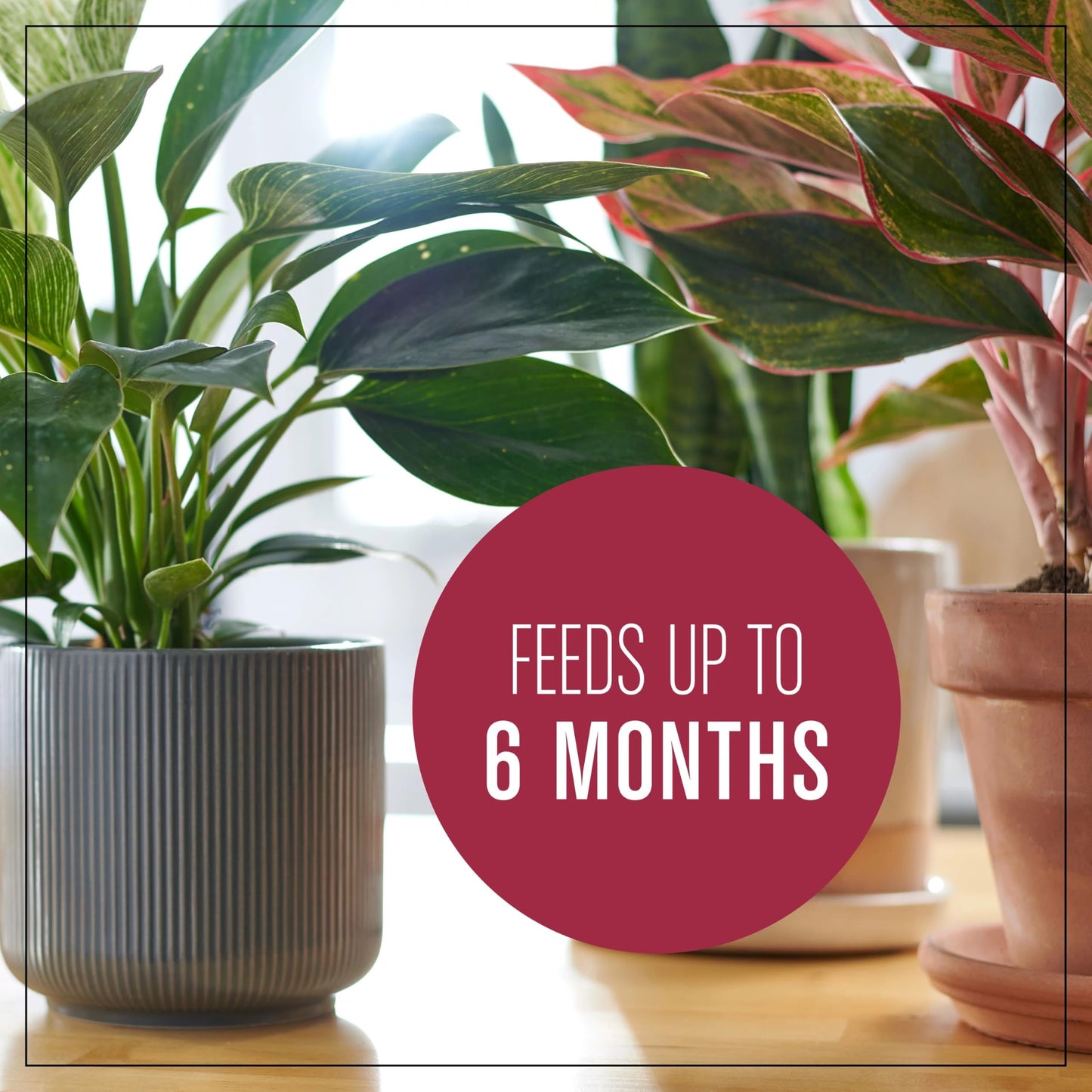 Miracle-Gro Houseplant Potting Mix: Fertilized, Perlite Soil for Indoor Gardening, Designed to Be Less Prone to Gnats, 4 qt.