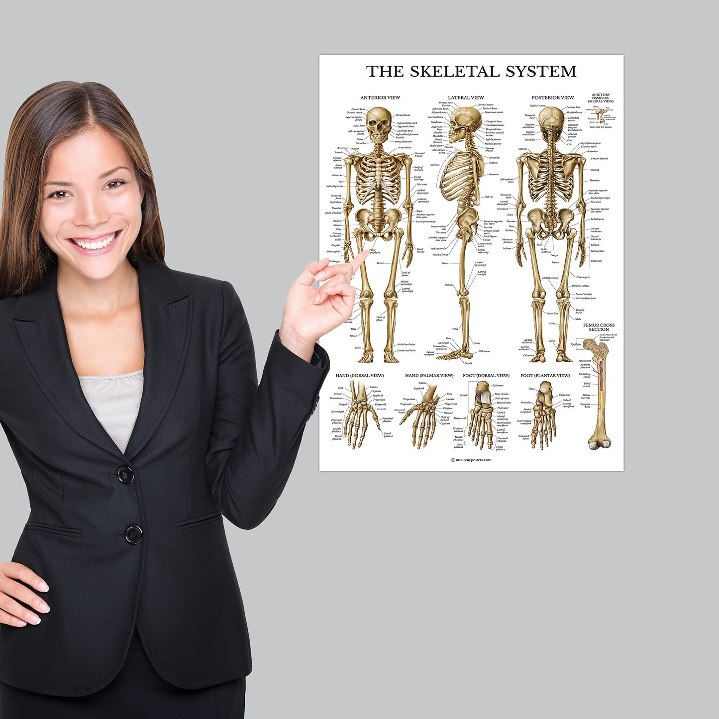 Palace Learning Muscular & Skeletal System Anatomical Poster Set - LAMINATED 2 Chart Set - Human Skeleton & Muscle Anatomy - (18" x 24")