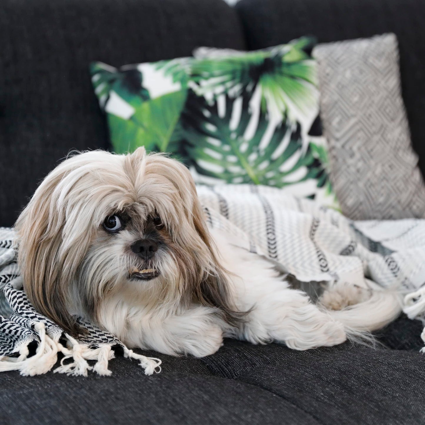 Peshtemania Premium Cotton Boho Throw Blanket |50”x60”| Grey Black and White Throw Blankets for Bed Sofa Couch Outdoor Farmhouse Turkish Throws Blankets for Sofa Bedroom Picnic Blankets Yoga