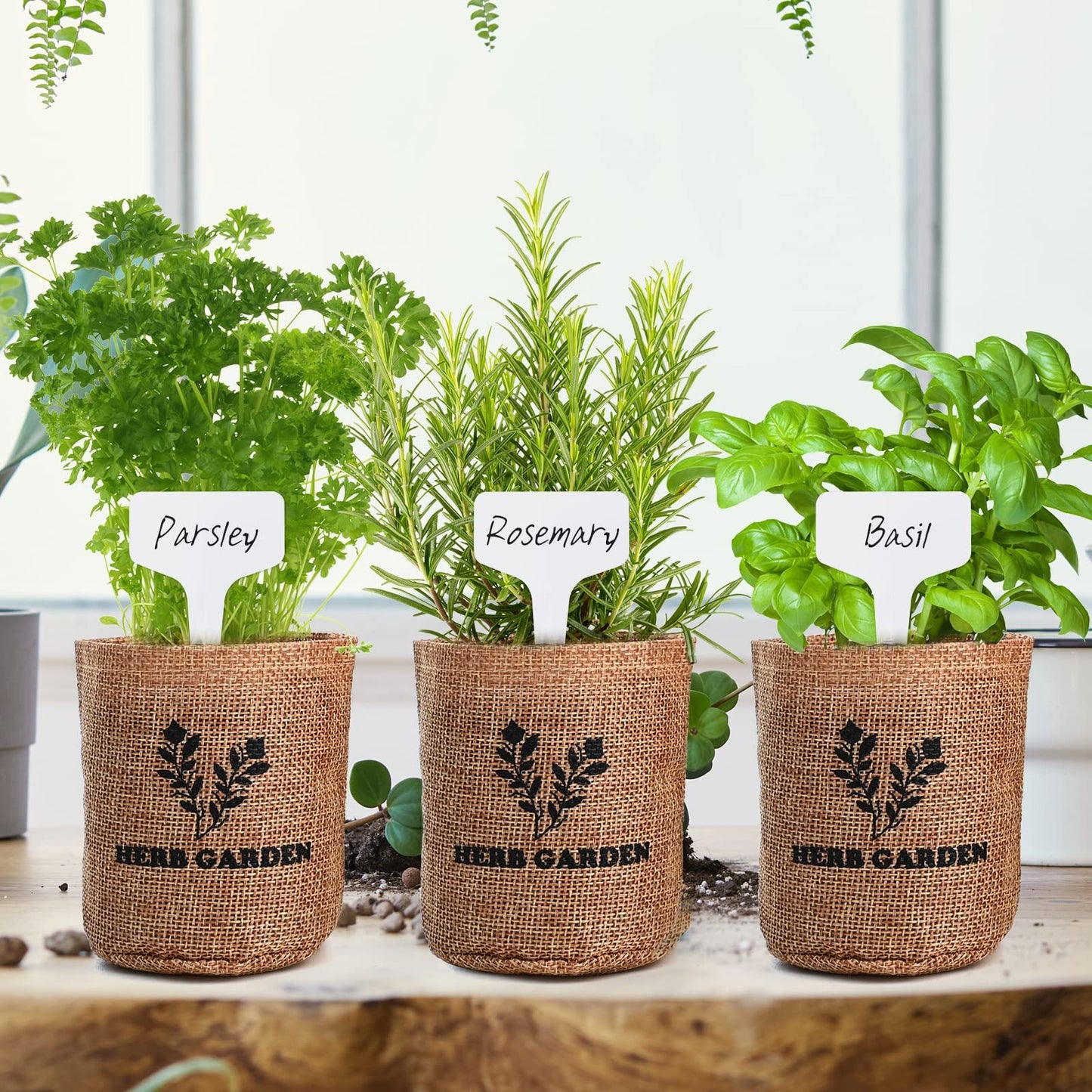 Meekear Indoor Herb Garden Starter Kit, 5 Non-GMO Herb Seeds - Basil, Parsley, Rosemary, Thyme, and Mint with Complete Planting Set for Kitchen Herb Garden DIY