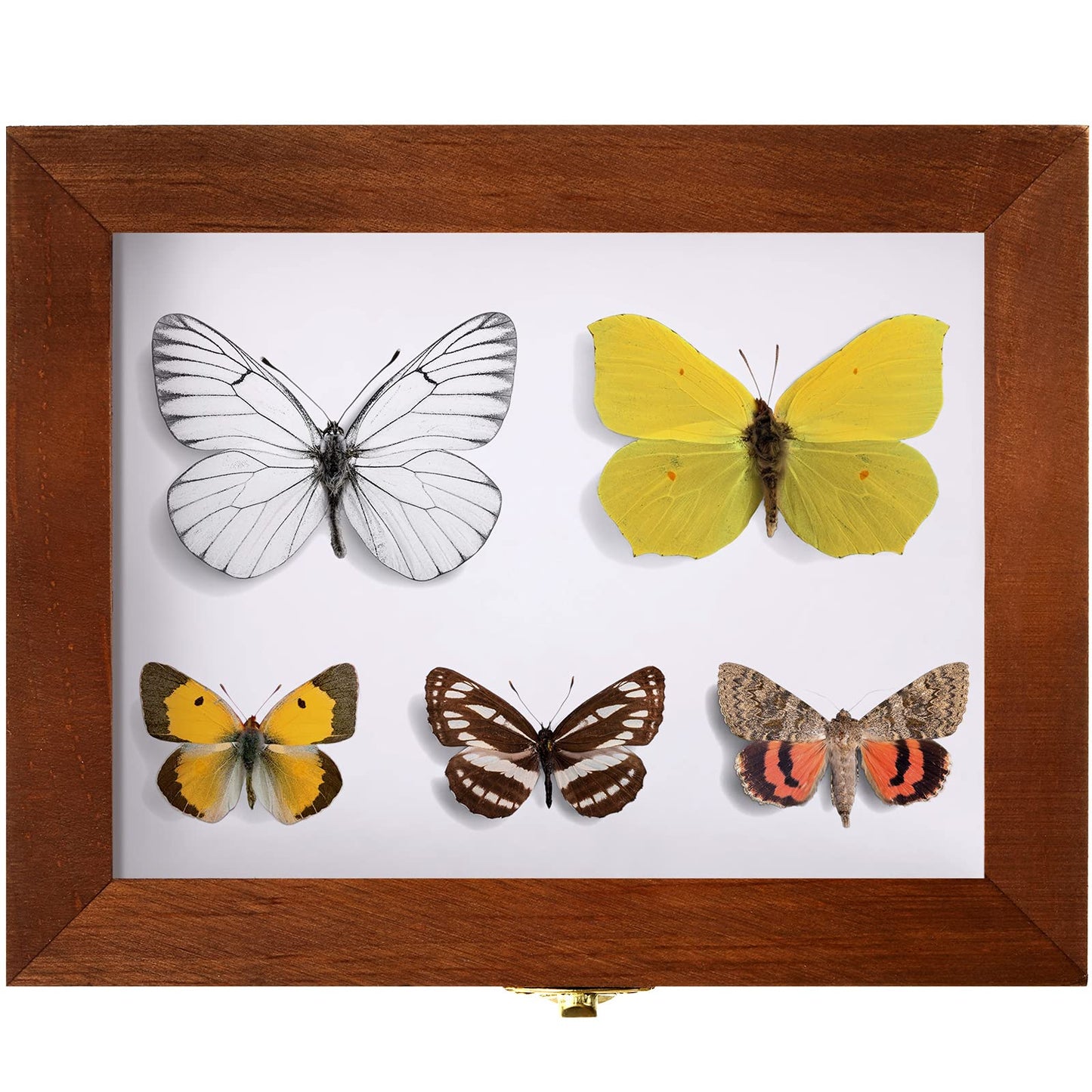 Insect Display Case Box Collection Box with Clear Top, EVA Foam Pinning Board and 100 Pieces Pins Insect Shadow Box Kit Entomology Supplies for Collecting Butterfly Specimen (Brown)